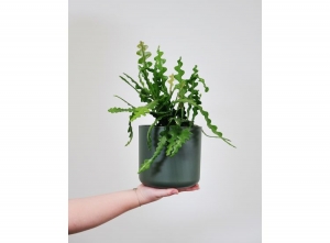 EpiphyllumAnguligerZaagcactus