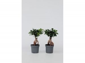 FicusGinsengJapanseBonsai-setvan2