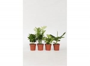 Budgetkamerplanten-mixvan4