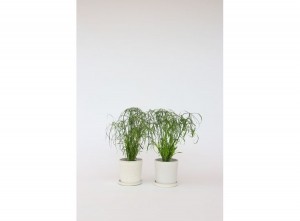 2CyperusParapluplanten