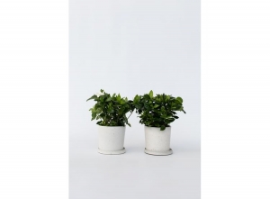 2GardeniaJasminoidesKaapseJasmijn