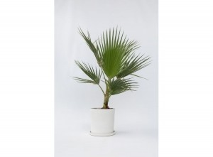 MexicaanseWaaierpalmWashingtonia