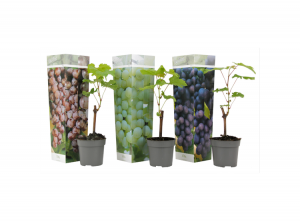 Mixvan3Druivenplanten