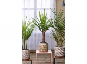 Indoorpalm-mixof3