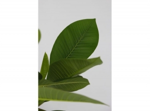 PlumeriaFrangipaniHawaii