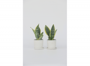 Setvan2Sanseveria-Vrouwentong