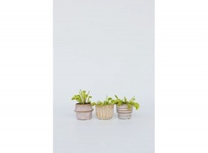 DionaeaVenusFlytrap3-pack