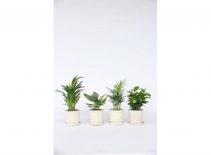 Mixvan4TrendyKamerplanten