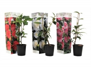 Mixvan3Camellia-roodrozewit