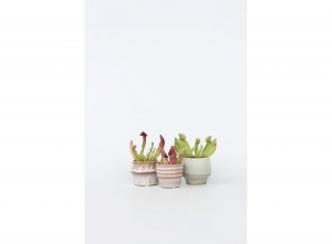 SarraceniaMix3-pack