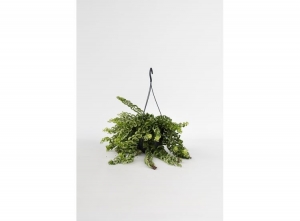 AeschynanthusTwisterhangplant