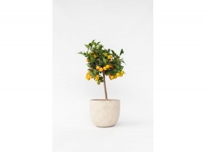 CitrusCalamondinopstam