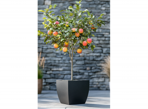 AppelboomMalusElstar