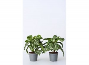 2AphelandraZebraplanten