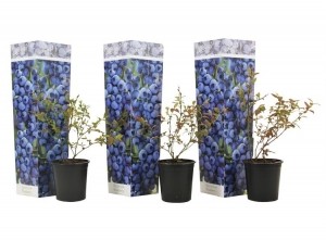 Blauwebes-setvan3