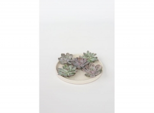 EcheveriaDIYbox7-10cm-mixof5
