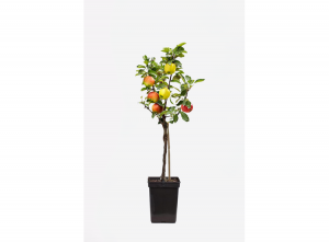 3in1Appelboom