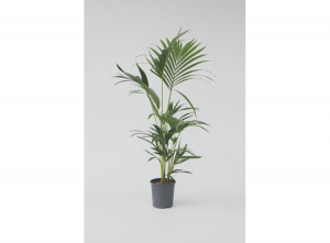 GroteKentiaKamerpalm