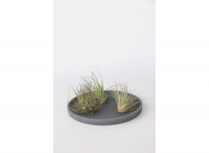 Setvan6TillandsiaLuchtplantjes