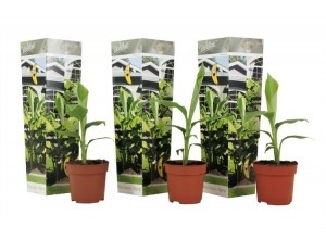Winterhardebananenplanten-3stuks
