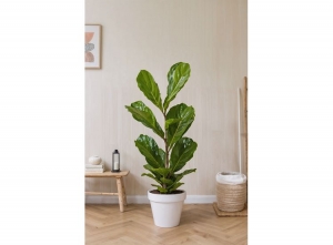 XLFicusLyrataFiddleLeafplant