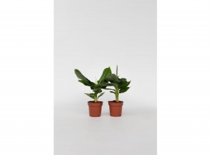 2TropischeBananenplantenvoorbinnen