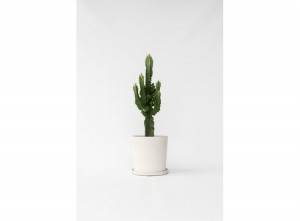 EuphorbiaEritreaCactus-45-55cm