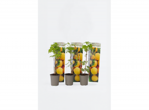 Setvan3geleFrambozenplanten