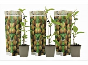 Setvan3WinterhardeKiwiplanten
