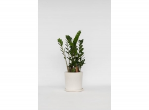 ZamioculcasZamiifoliaZZplant