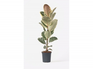 FicusElasticaTineke