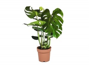 MonsteraDeliciosaGatenplant-70-80cm