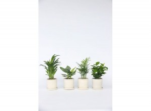 Mixvan4TrendyKamerplanten