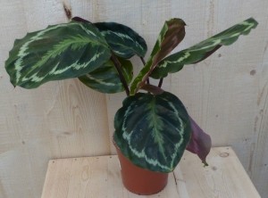 CalatheaMedaillonPauwenplantdonkergroengrootblad30cm-Warentuinnatuurlijk