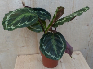 CalatheaMedaillonPauwenplantdonkergroengrootblad30cm-Warentuinnatuurlijk