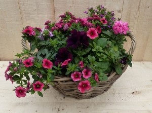 Rietenmandzomerbloeiersrozedia30cm-Warentuinnatuurlijk