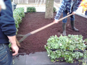 PlantenmatvasteplantenEuonymusKardinaalsmutsprijsper1m2cmCovergreen-Covergreen