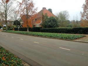 PlantenmatvasteplantenKlimophederaprijsper1m2cmCovergreen-Covergreen