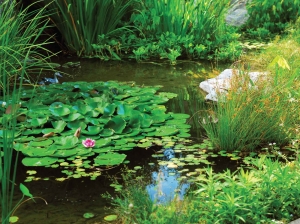 Tuinschilderijwildevijver70x50cmCustomize-IT-Customizeit