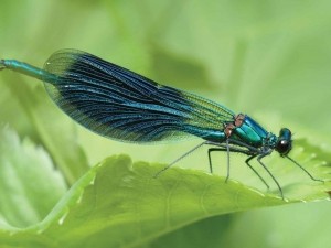 Libelle70x50cmTuinschilderij-Customizeit