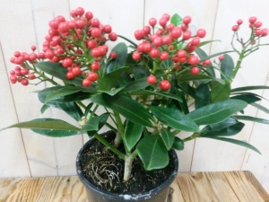 Skimmiametbes30cm-Warentuinnatuurlijk