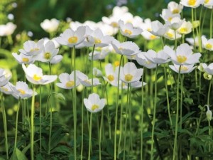 Anemonenveld70x50cmTuinschilderij-Customizeit