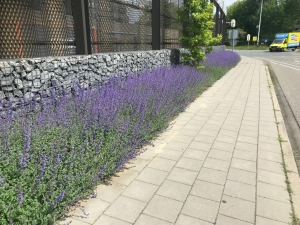 PlantenmatvasteplantenKattenkruidNepetaprijsper1m2cmCovergreen-Covergreen