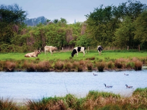 Polder70x50cmTuinschilderij-Customizeit