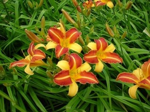 HemerocallisFransHals-Samplant