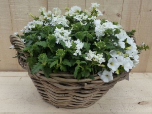 Rietenmandzomerbloeierswitdia30cm-Warentuinnatuurlijk