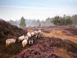 Schapenopheide70x50cmTuinschilderij-Customizeit