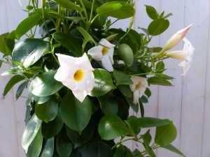 DipladeniaMandevillaSundavillewit90cm-Warentuinnatuurlijk