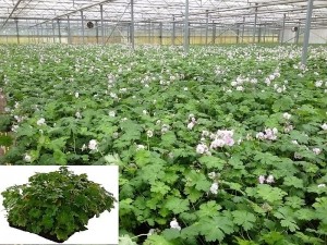 PlantenmatvasteplantenGeraniumprijsper1m2cmCovergreen-Covergreen