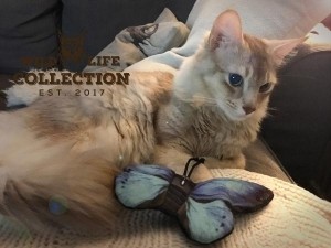 WildLifeCatBlueButterflyBlauweVlinder